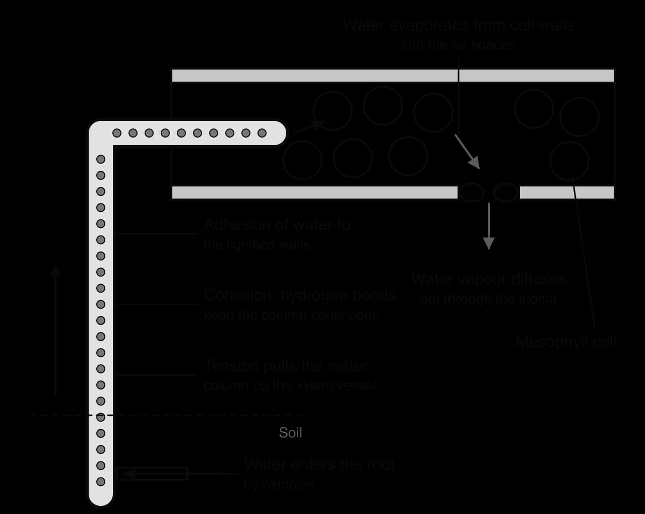 Diagram of water transport: water enters a root hair by osmosis and moves up a xylem vessel as a continuous column of water molecules into a leaf vein, then into mesophyll cell walls, evaporates into air spaces and diffuses out of a stoma as vapour. Labels mark tension, cohesion and adhesion.