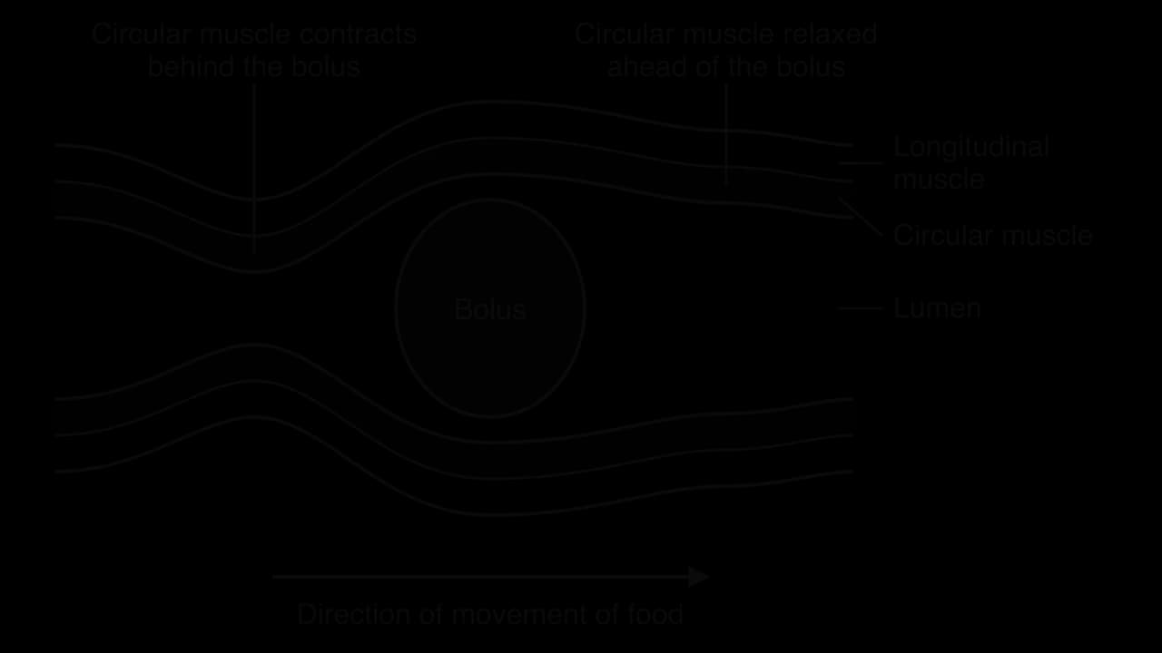 Length of gut with a bolus of food in the lumen. The wall has inner circular muscle and outer longitudinal muscle. Behind the bolus the circular muscle contracts and narrows the lumen; ahead of it the circular muscle is relaxed. An arrow shows the direction of movement.