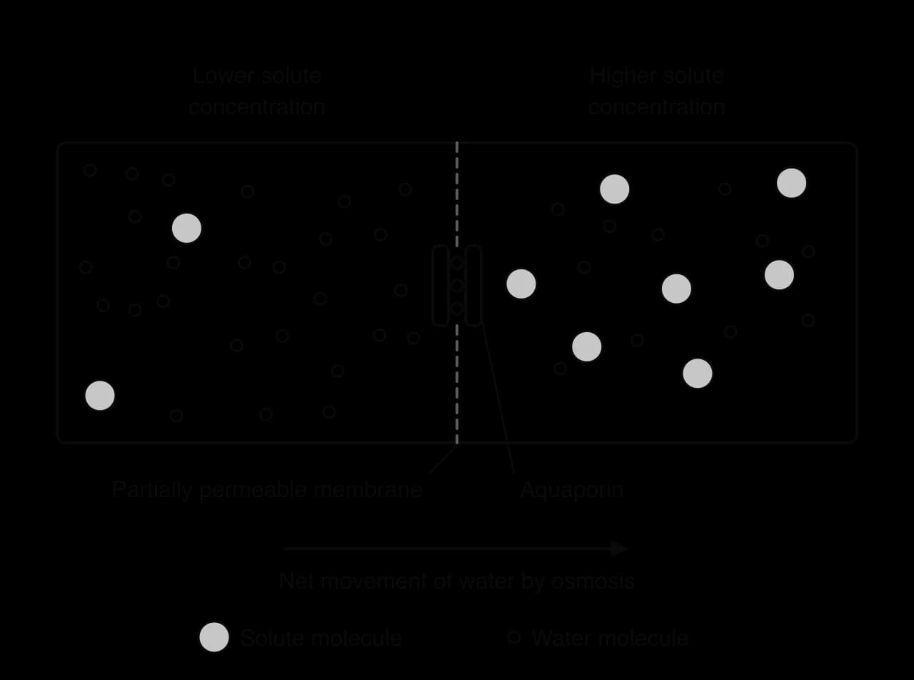 A dashed partially permeable membrane divides a lower solute concentration (left: two solute molecules, many water molecules) from a higher one (right: seven solute molecules, fewer water molecules). Water passes in single file through an aquaporin. An arrow shows net water movement left to right.