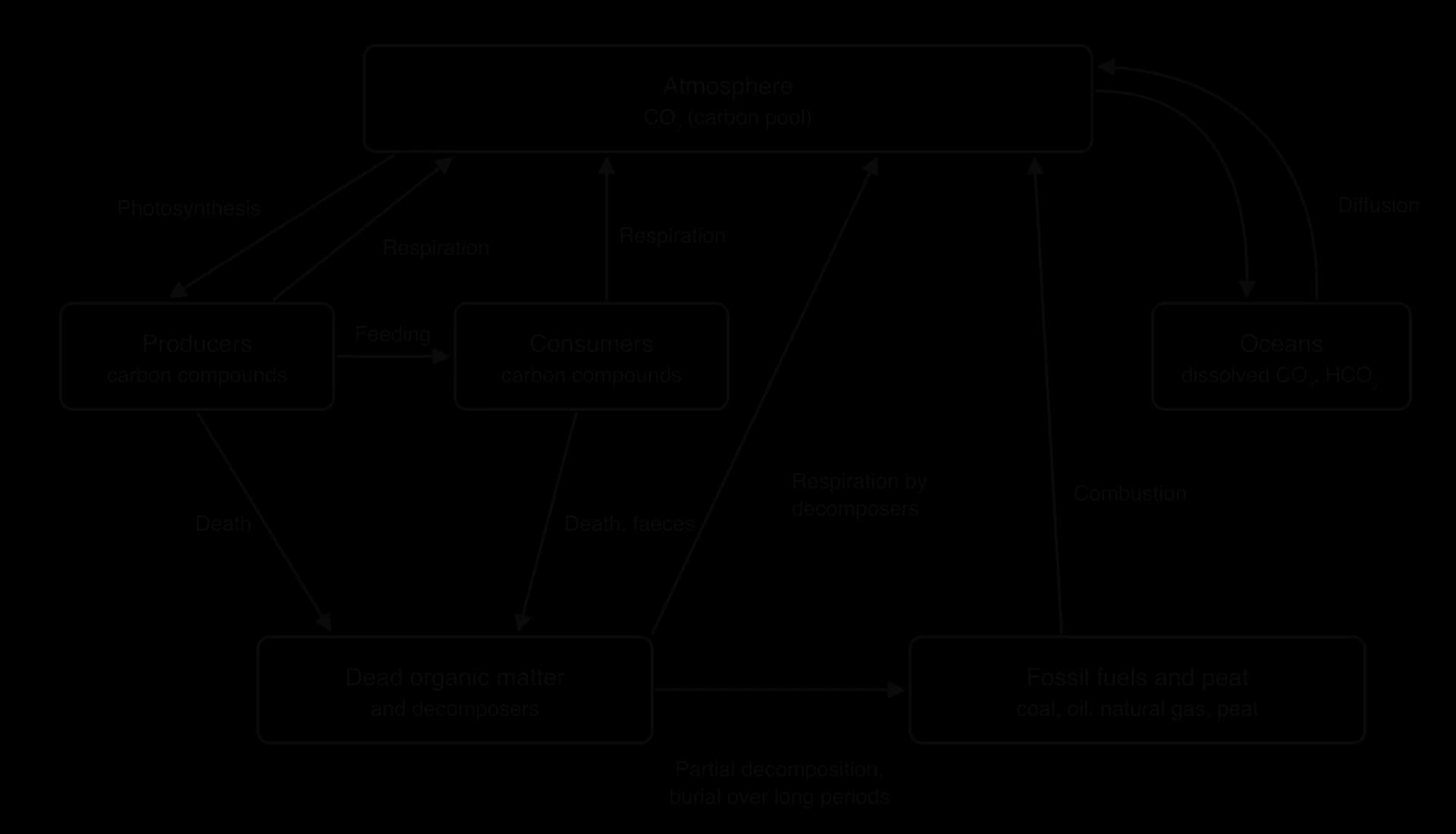 Photosynthesis: atmosphere to producers. Feeding: producers to consumers. Respiration by producers, consumers and decomposers: back to the atmosphere. Death and faeces: to dead organic matter, then to fossil fuels and peat. Combustion: to the atmosphere. Diffusion: atmosphere to and from oceans.