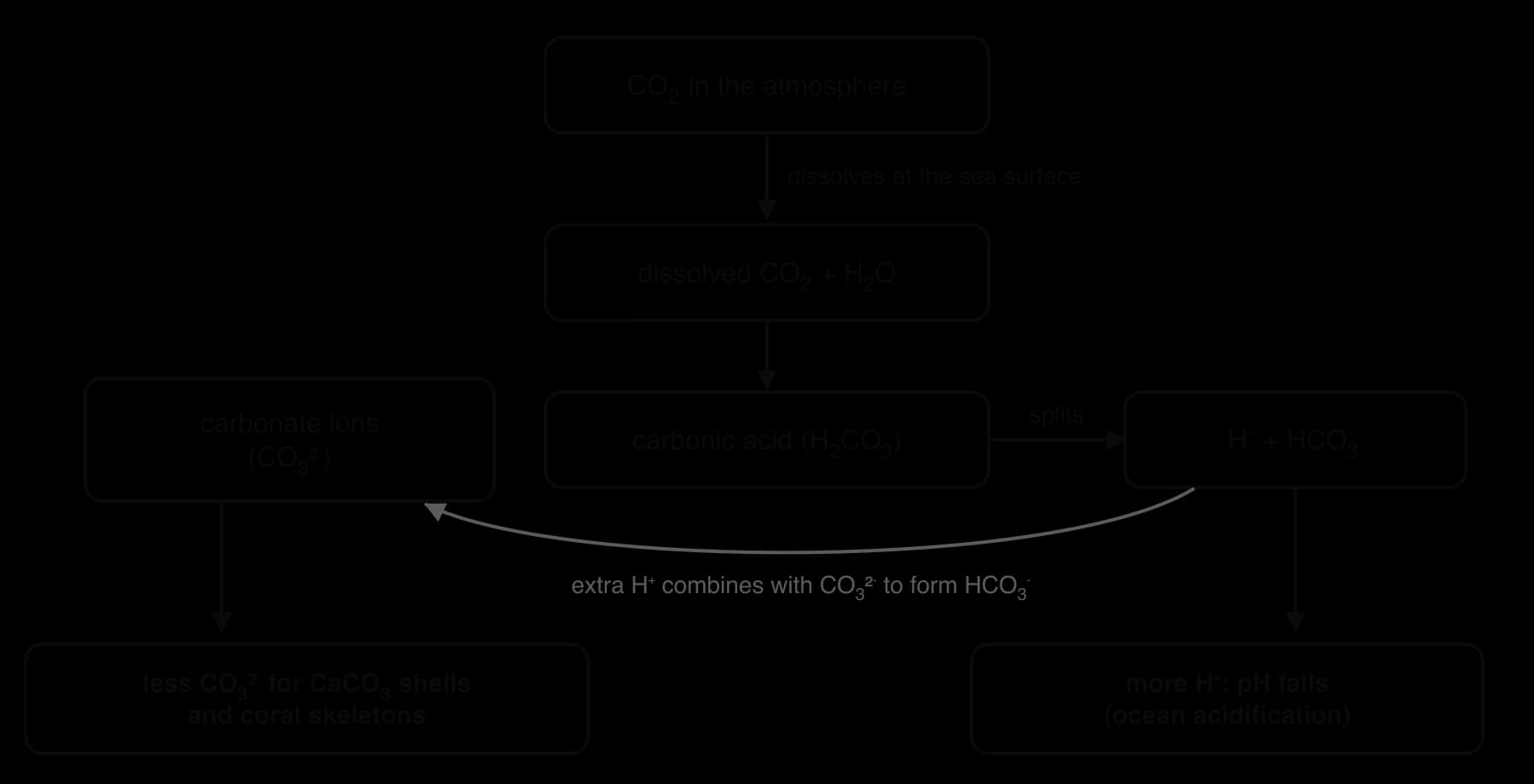 Flow chart: atmospheric CO2 dissolves, forms carbonic acid, which splits into H+ and HCO3-. More H+ lowers pH. Extra H+ combines with carbonate ions to make bicarbonate, leaving less carbonate for calcium carbonate shells and skeletons.