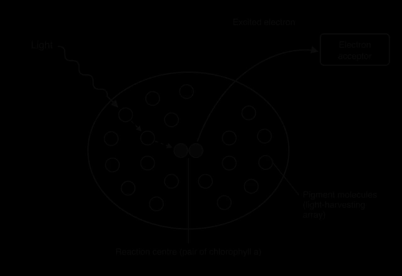 A photosystem: an oval array of pigment molecules (light-harvesting array) around a central pair of chlorophyll a molecules (reaction centre). Light strikes an outer pigment; dashed arrows pass energy inwards to the reaction centre, which emits an excited electron to an electron acceptor.