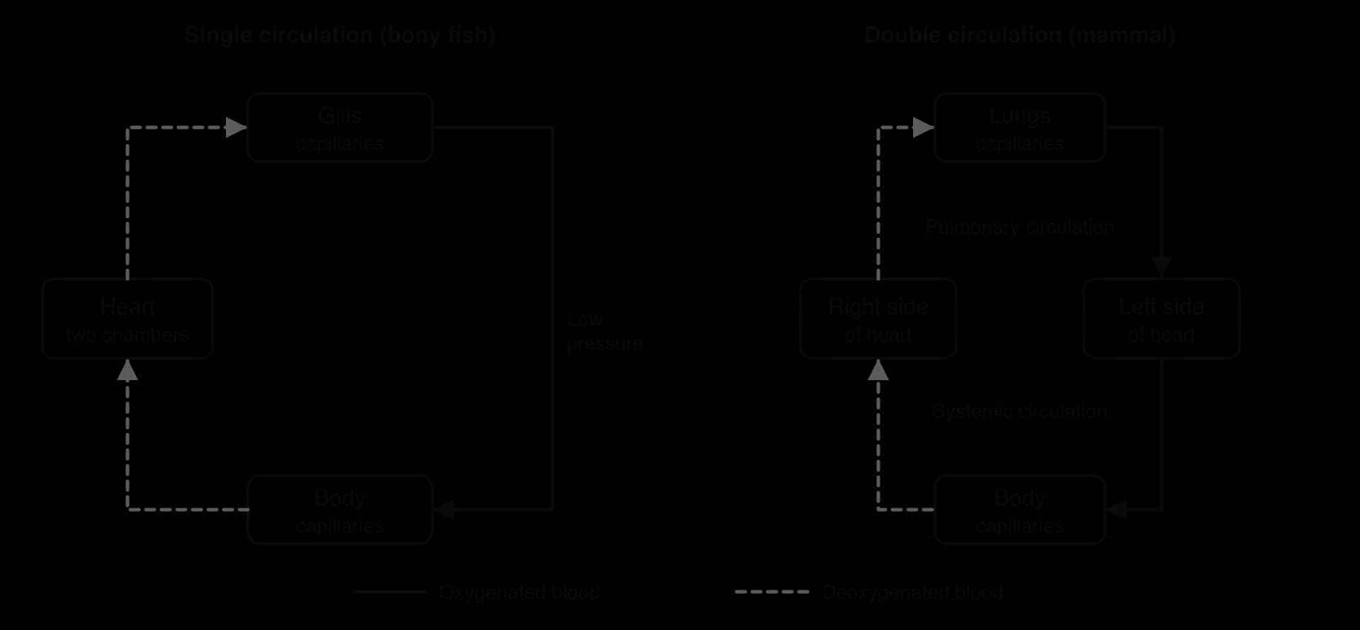 Two circuit diagrams. Bony fish: heart to gill capillaries, then at low pressure to body capillaries and back to the heart. Mammal: right side of heart to lungs and back to the left side (pulmonary circulation); left side to body and back to the right side (systemic circulation).
