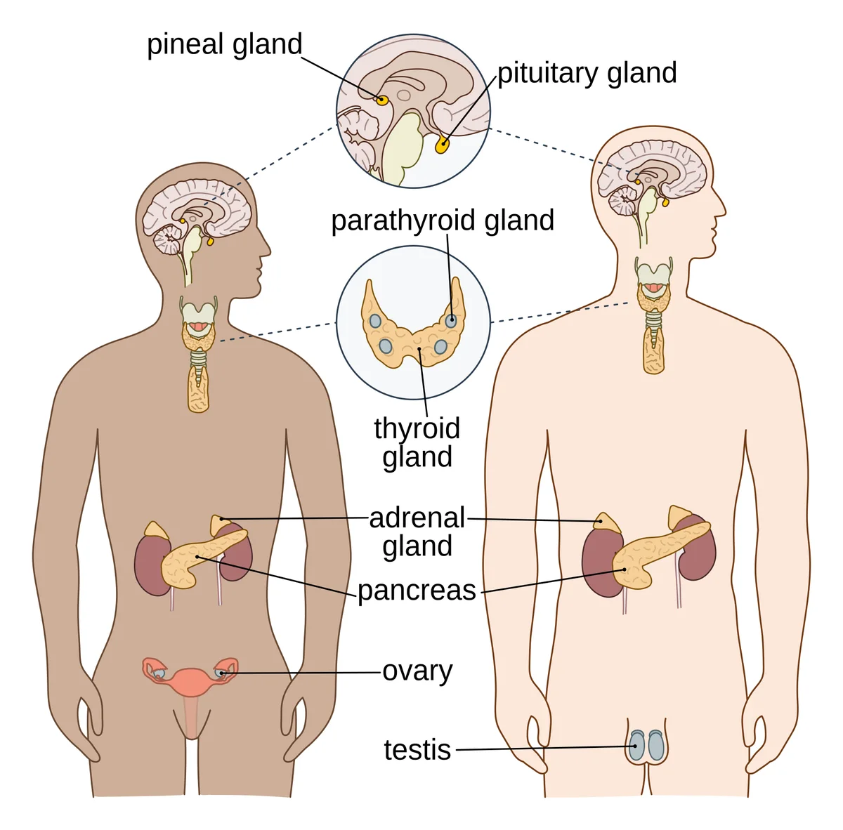 Female and male body outlines showing the main endocrine glands: pineal and pituitary glands in the brain, thyroid and parathyroid glands in the neck, adrenal glands on top of the kidneys, the pancreas, the ovaries and the testes.