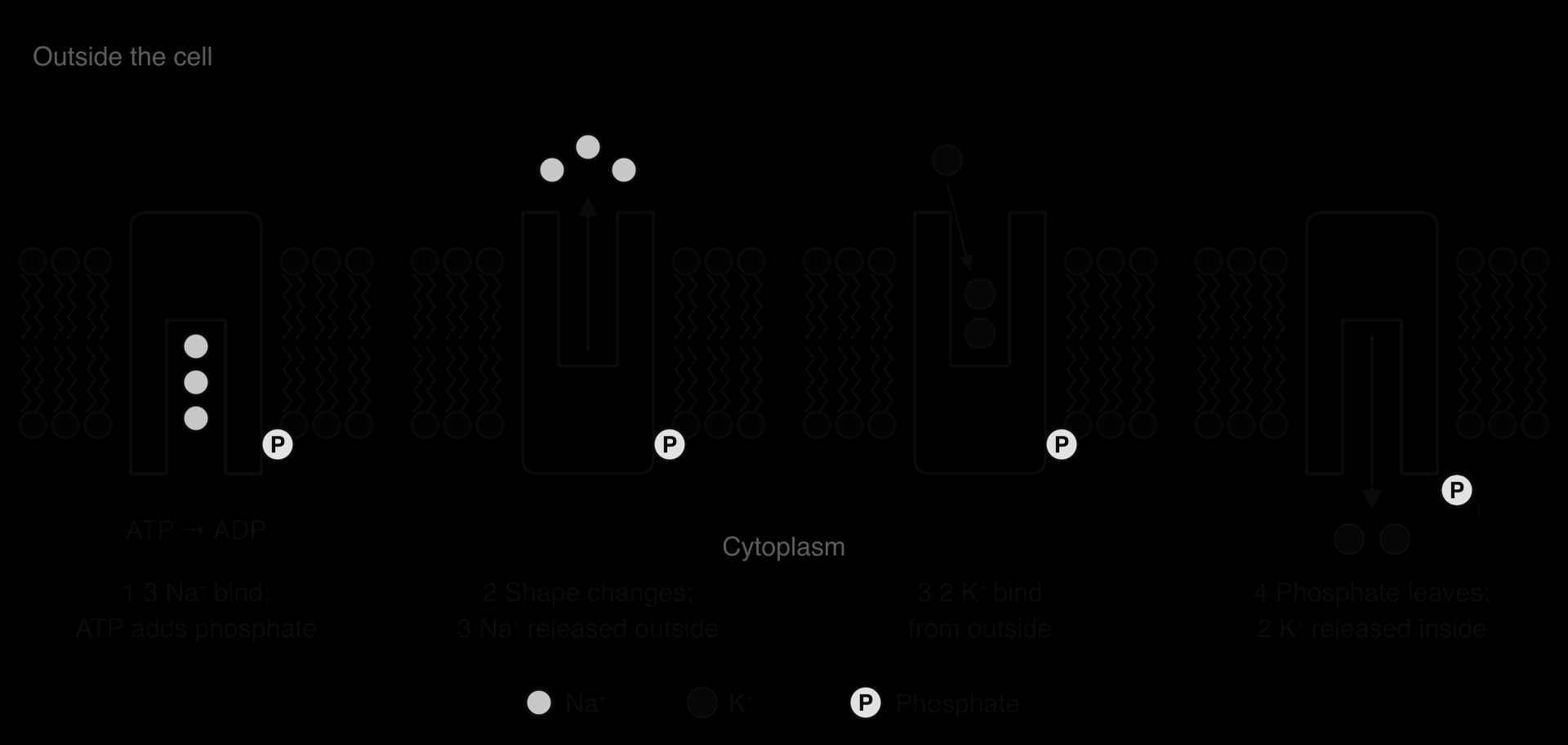 Four stages of the sodium–potassium pump. 1: pump open to the cytoplasm, three Na⁺ bound, ATP to ADP, phosphate attached. 2: pump open to the outside, three Na⁺ released outside. 3: two K⁺ bind from outside. 4: phosphate leaves, pump open to the cytoplasm, two K⁺ released inside.