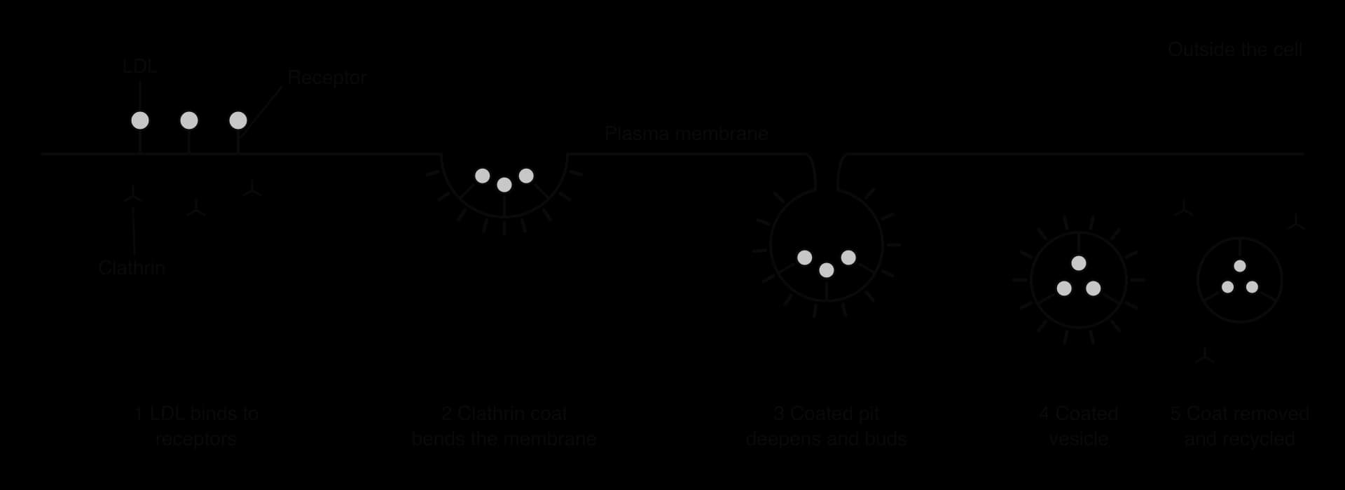 Five stages along a plasma membrane: 1 LDL binds to receptors, with clathrin units below; 2 a clathrin coat bends the membrane into a shallow pit; 3 the coated pit deepens and buds; 4 a free coated vesicle; 5 the coat is removed and clathrin recycled.
