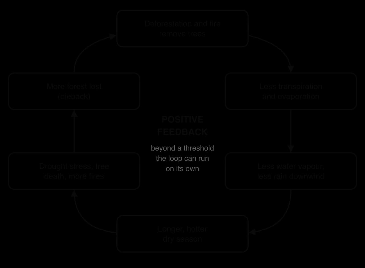 Positive feedback loop: deforestation and fire remove trees; less transpiration; less water vapour and rain downwind; a longer hotter dry season; drought stress, tree death and fires; more forest lost, which feeds back to the start.