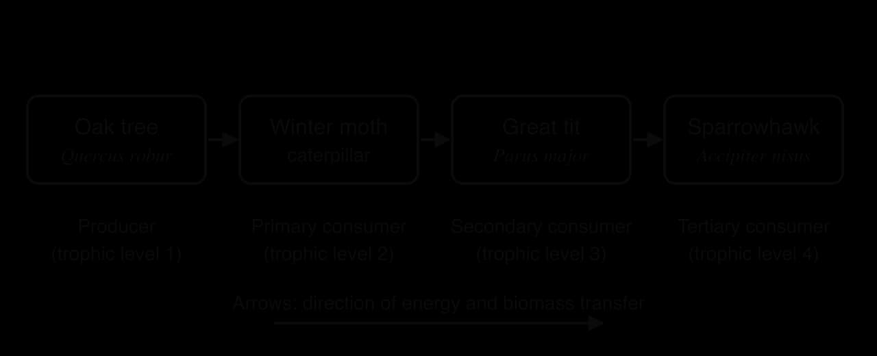A food chain from an English oak woodland: oak tree (Quercus robur, producer, trophic level 1) to winter moth caterpillar (primary consumer, level 2) to great tit (Parus major, secondary consumer, level 3) to sparrowhawk (Accipiter nisus, tertiary consumer, level 4).