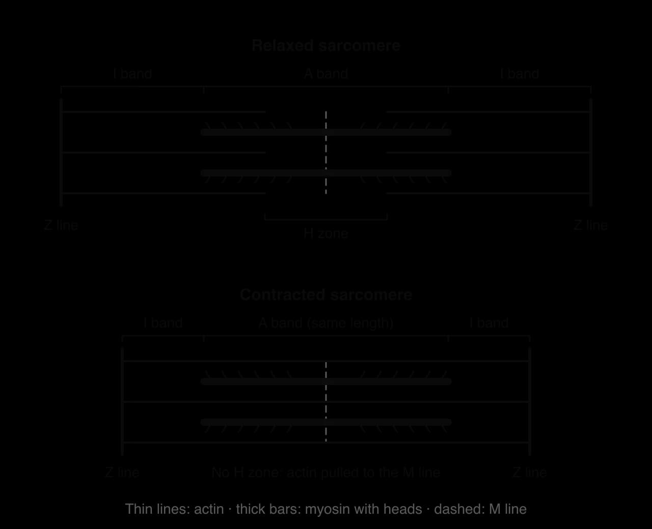 Relaxed and contracted sarcomere. Actin is attached to the Z lines and myosin sits at the centre around the M line. On contraction the Z lines move closer, the I bands shorten, the H zone disappears and the A band stays the same length.