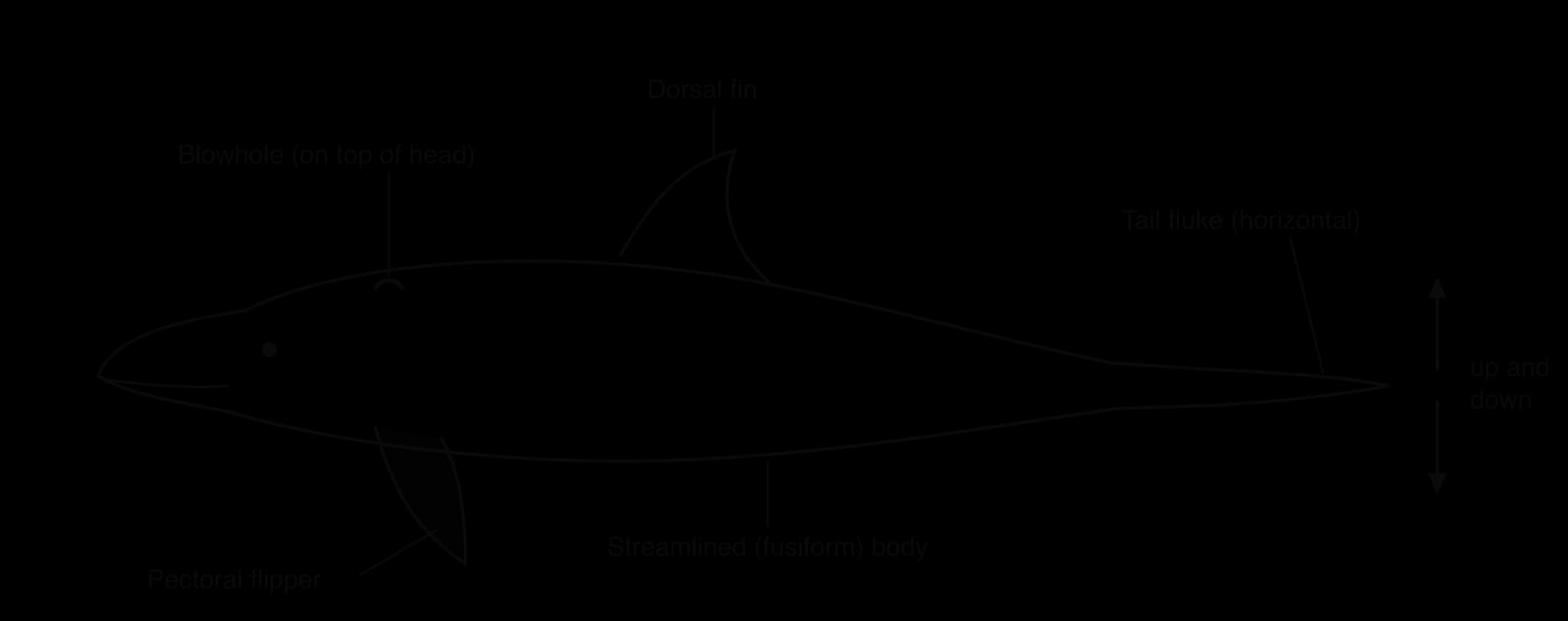 Side view of a dolphin with labels: streamlined (fusiform) body, blowhole on top of the head, dorsal fin, pectoral flipper, and a horizontal tail fluke with an arrow showing it moves up and down.