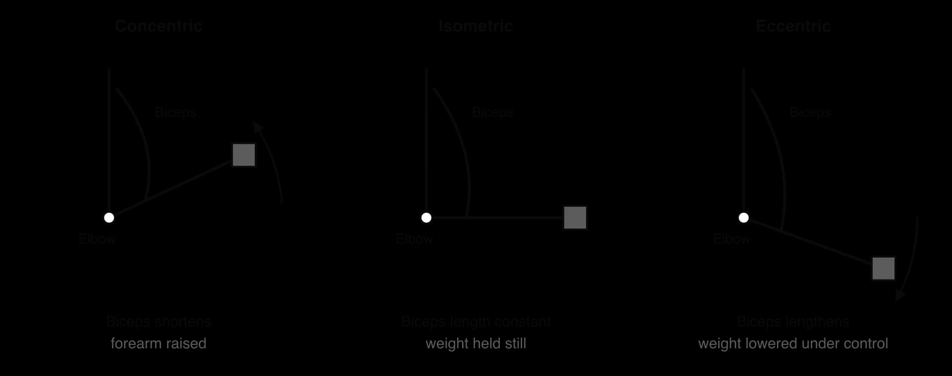 Three arm diagrams of the biceps during an arm curl. Concentric: forearm raised, biceps shortens. Isometric: forearm held horizontal, biceps length constant. Eccentric: weight lowered under control, biceps lengthens.