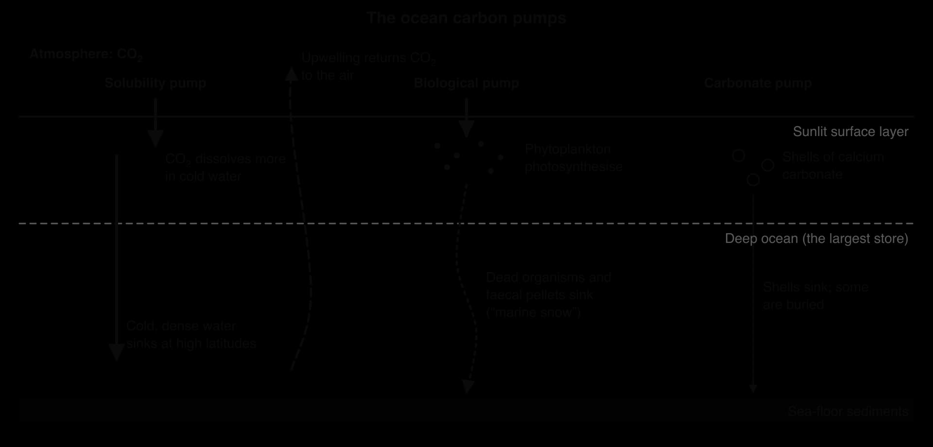 Diagram of the ocean carbon pumps: the solubility pump (CO₂ dissolves in cold water that sinks at high latitudes), the biological pump (phytoplankton photosynthesis, dead organisms and faecal pellets sink as marine snow), the carbonate pump (shells sink, some buried) and upwelling returning CO₂.