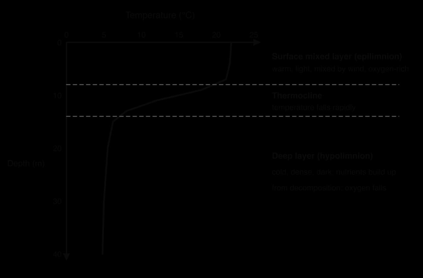 Temperature–depth profile of a lake in summer: about 22 °C from 0 to 8 m (surface mixed layer), a steep fall to about 6 °C between 8 and 14 m (thermocline), and about 5 °C below (deep layer).