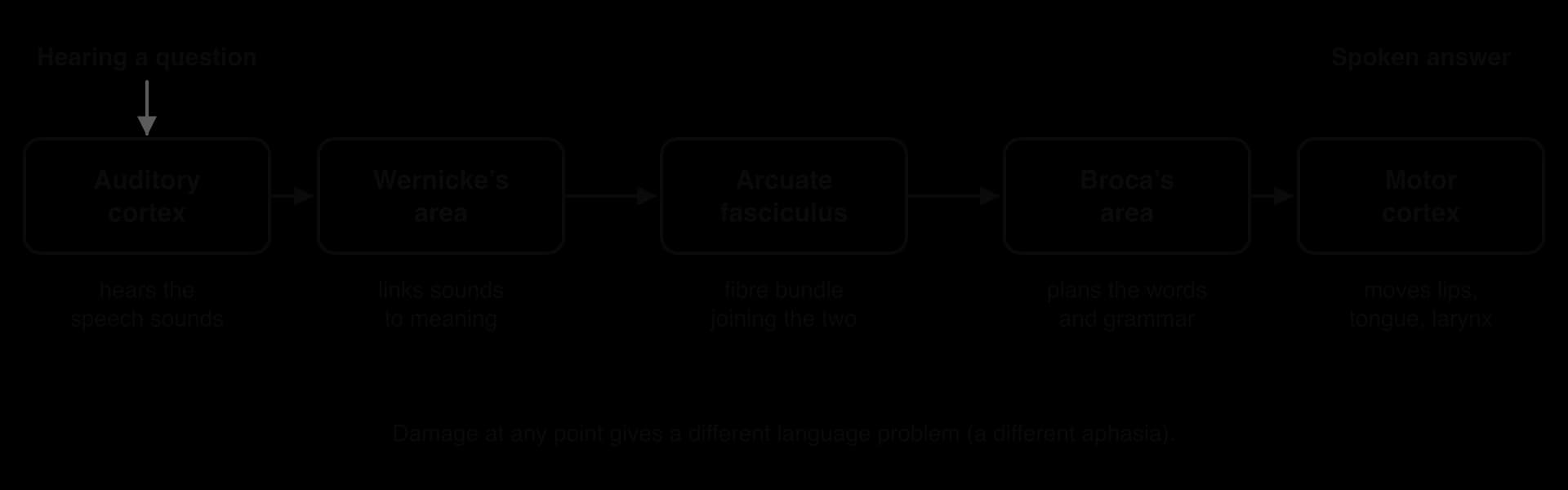 Flow diagram of the Wernicke–Geschwind model: auditory cortex hears speech sounds, Wernicke's area links sounds to meaning, the arcuate fasciculus joins the two areas, Broca's area plans words and grammar, motor cortex moves lips, tongue and larynx.