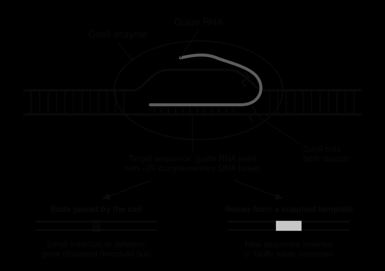 Cas9 bound to DNA; its guide RNA pairs with about 20 complementary bases of one strand at the target, and Cas9 cuts both strands. Outcomes: ends joined by the cell, giving a small insertion or deletion that knocks out the gene, or repair from a supplied template that inserts or corrects a sequence.