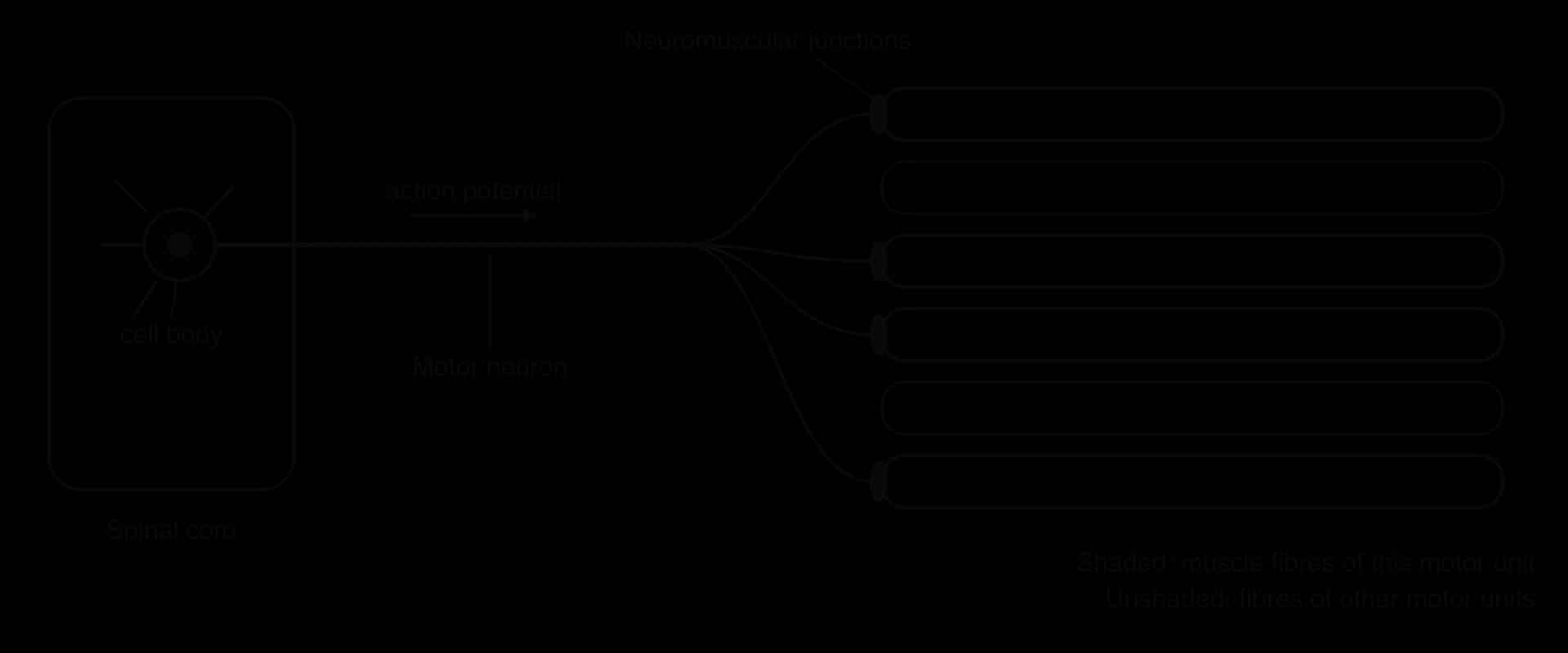 A motor neuron cell body in the spinal cord sends one axon to a muscle. The axon branches to four of six muscle fibres, ending at a neuromuscular junction on each. The four fibres are shaded as one motor unit; the two unshaded fibres belong to other units.
