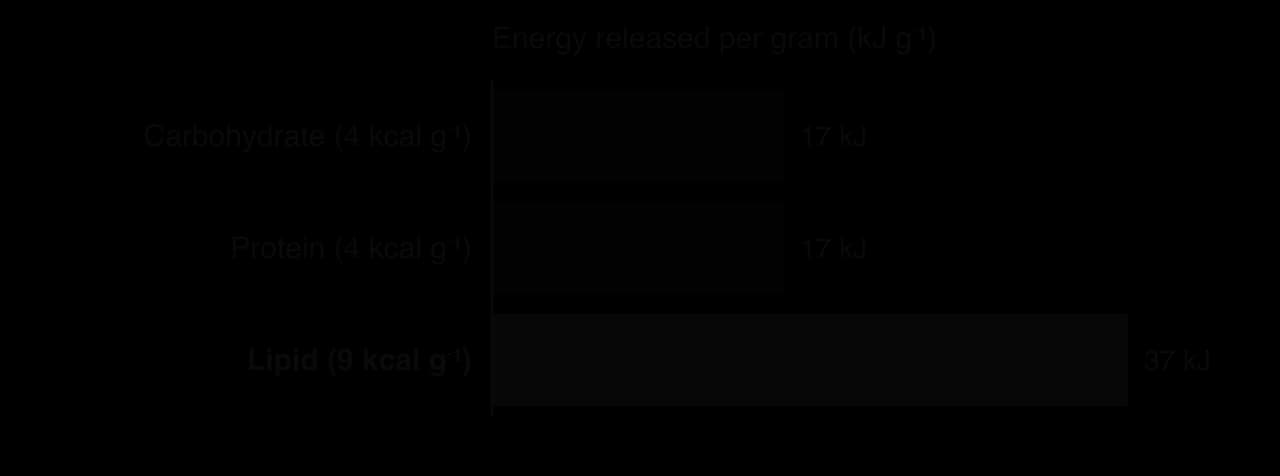 Horizontal bar chart of energy released per gram: carbohydrate 17 kJ (4 kcal), protein 17 kJ (4 kcal), lipid 37 kJ (9 kcal), more than twice as much.