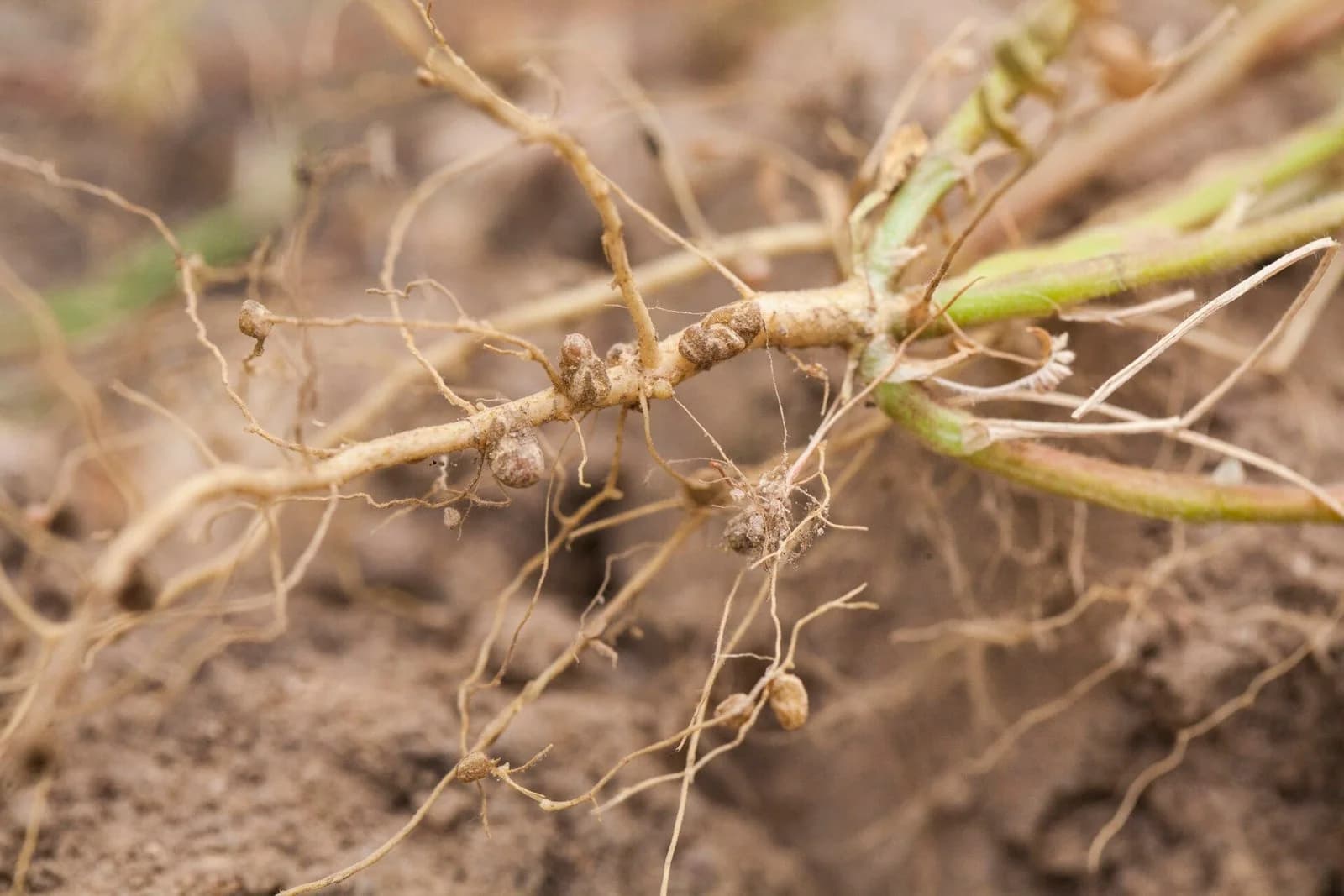 Roots of a legume plant pulled from the soil. Several small, rounded, pale brown nodules of about 2–5 mm are attached to the main and side roots.