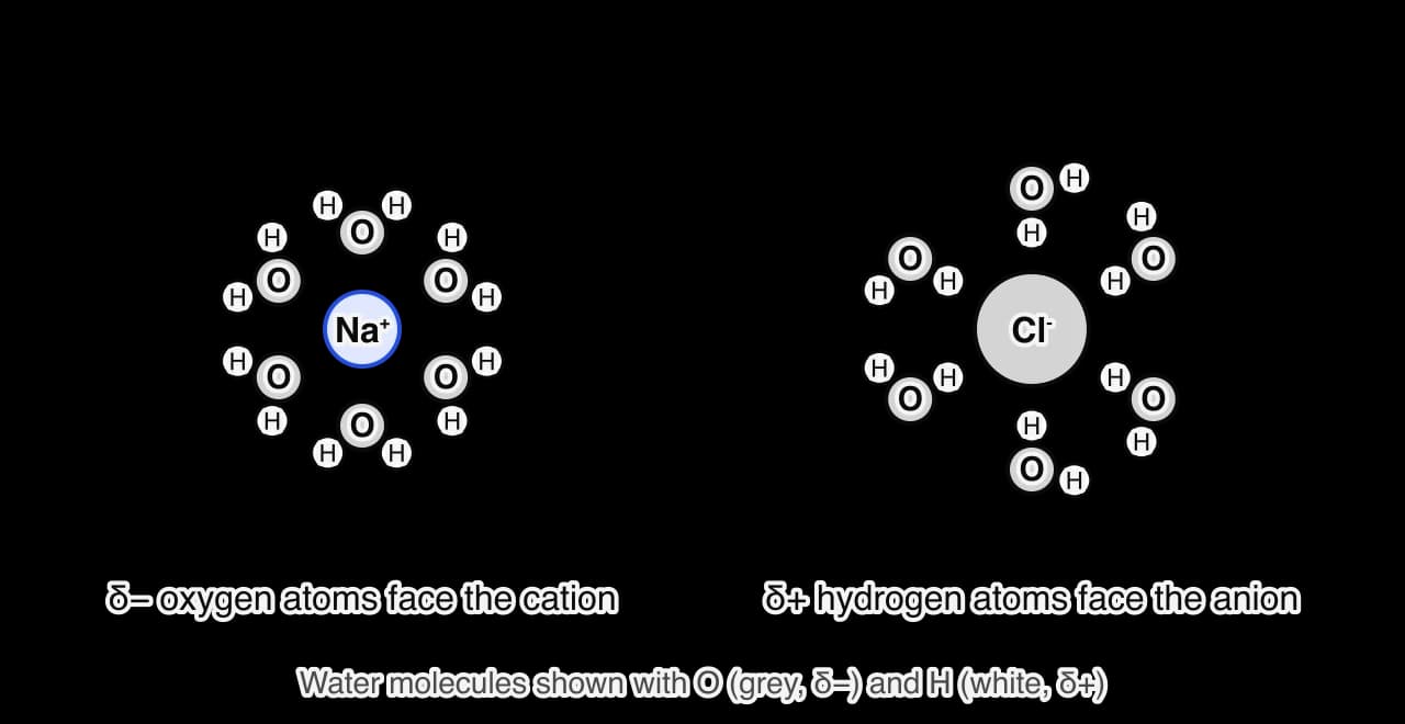 Two hydrated ions. Left: a small Na+ ion surrounded by six water molecules, each with its oxygen atom pointing at the ion and its hydrogen atoms pointing away. Right: a larger Cl− ion surrounded by six water molecules, each with one hydrogen atom pointing at the ion.