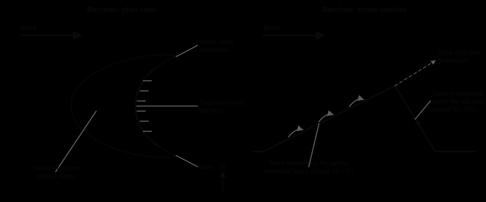 Barchan dune. Plan: a crescent whose gentle windward slope faces the wind, horns pointing downwind and a steep slip face on the concave side. Cross-section: sand saltates up the windward slope (about 10–15°) and avalanches down the slip face (about 32–34°), so the dune moves downwind.