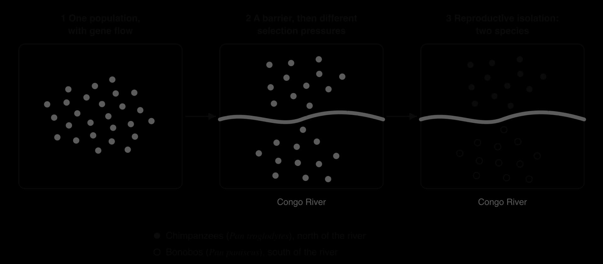 Three panels. 1: one ancestral population with gene flow. 2: the Congo River divides it into two populations under different selection pressures. 3: two reproductively isolated species, chimpanzees north of the river (filled dots) and bonobos south of it (open dots).