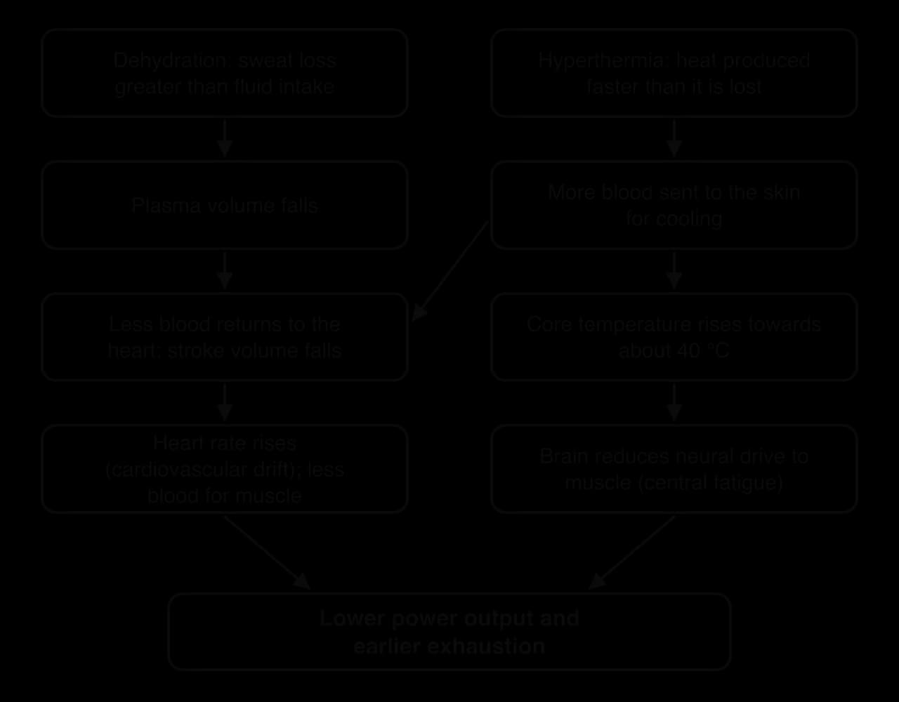 Flow chart. Dehydration: plasma volume falls, stroke volume falls, heart rate rises (cardiovascular drift), less blood for muscle. Hyperthermia: more blood to skin (also lowering stroke volume), core temperature near 40 °C, less neural drive. Both lead to lower power and earlier exhaustion.
