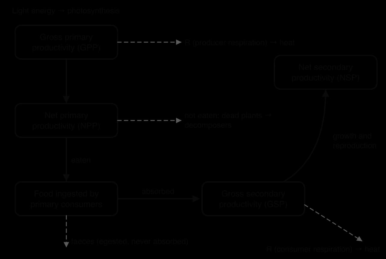 Flow chart from gross primary productivity to net primary productivity (minus producer respiration), food ingested by primary consumers (minus plants not eaten), gross secondary productivity (minus faeces), and net secondary productivity used for growth and reproduction (minus consumer respiration).