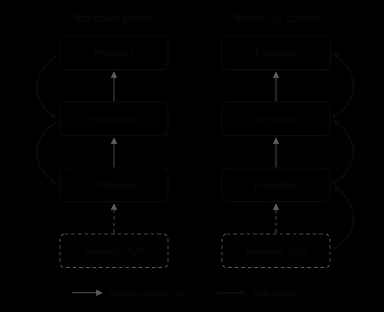 Two stacks: predators, herbivores, producers, then nutrients and light, with thin feeding arrows pointing up. Top-down: thick arrows point down from predators to herbivores to producers. Bottom-up: thick arrows point up from nutrients to producers, herbivores and predators.