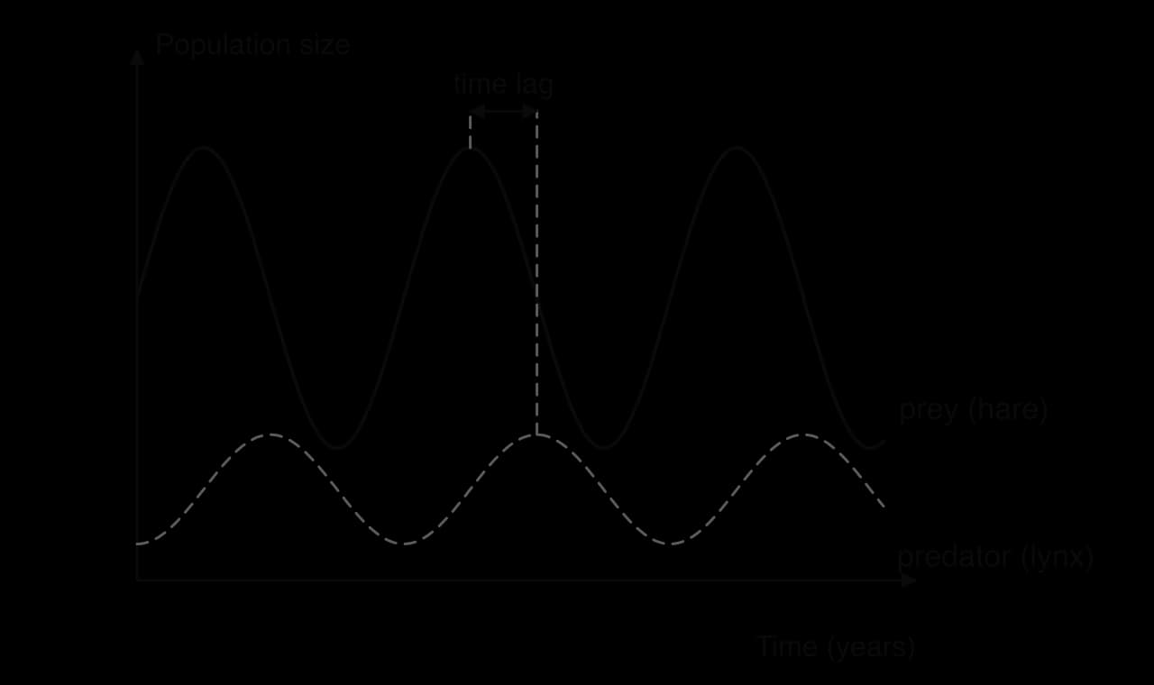 Model graph of population size against time in years: the prey (hare) population rises and falls in regular cycles; the predator (lynx) population stays below it, cycling with smaller numbers, its peaks about a quarter of a cycle (a time lag) after the prey peaks.