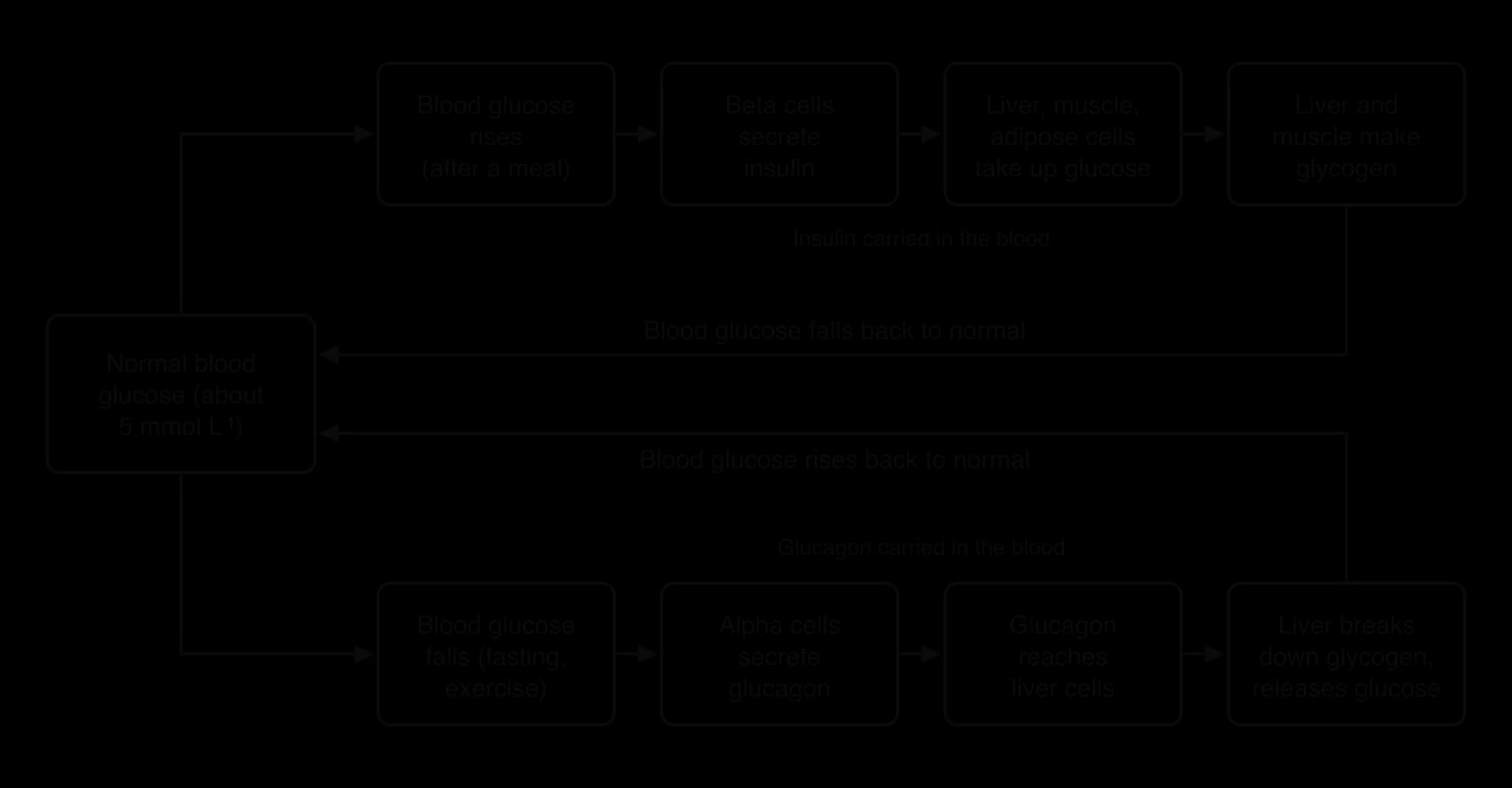Flow chart from normal blood glucose (about 5 mmol per litre). Rise after a meal: beta cells secrete insulin; liver, muscle and adipose cells take up glucose; glycogen made; glucose falls. Fall: alpha cells secrete glucagon; liver breaks down glycogen and releases glucose; glucose rises.