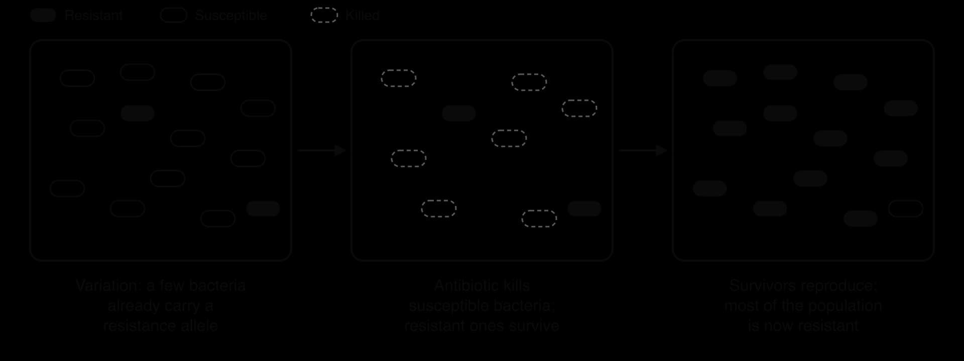 Three panels of bacteria. First: many susceptible bacteria and two resistant ones. Second: after antibiotic, susceptible bacteria killed, the two resistant ones survive. Third: survivors have reproduced and almost all bacteria are resistant.
