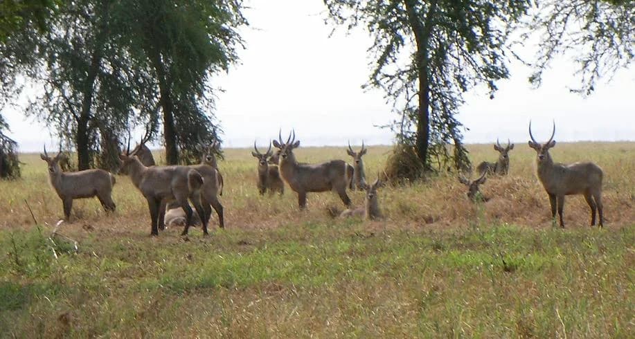 A herd of about a dozen waterbuck, antelope with long ridged curved horns, standing and resting on open grassland with scattered trees in Gorongosa National Park, Mozambique.