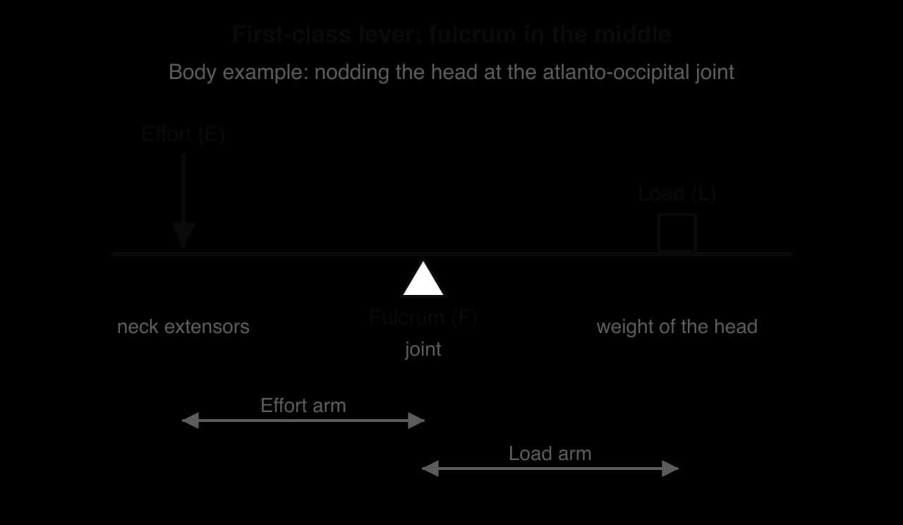 First-class lever: horizontal bar with the fulcrum (atlanto-occipital joint) in the middle, the effort (neck extensors) pulling down at one end and the load (weight of the head) at the other; effort arm and load arm measured from the fulcrum.