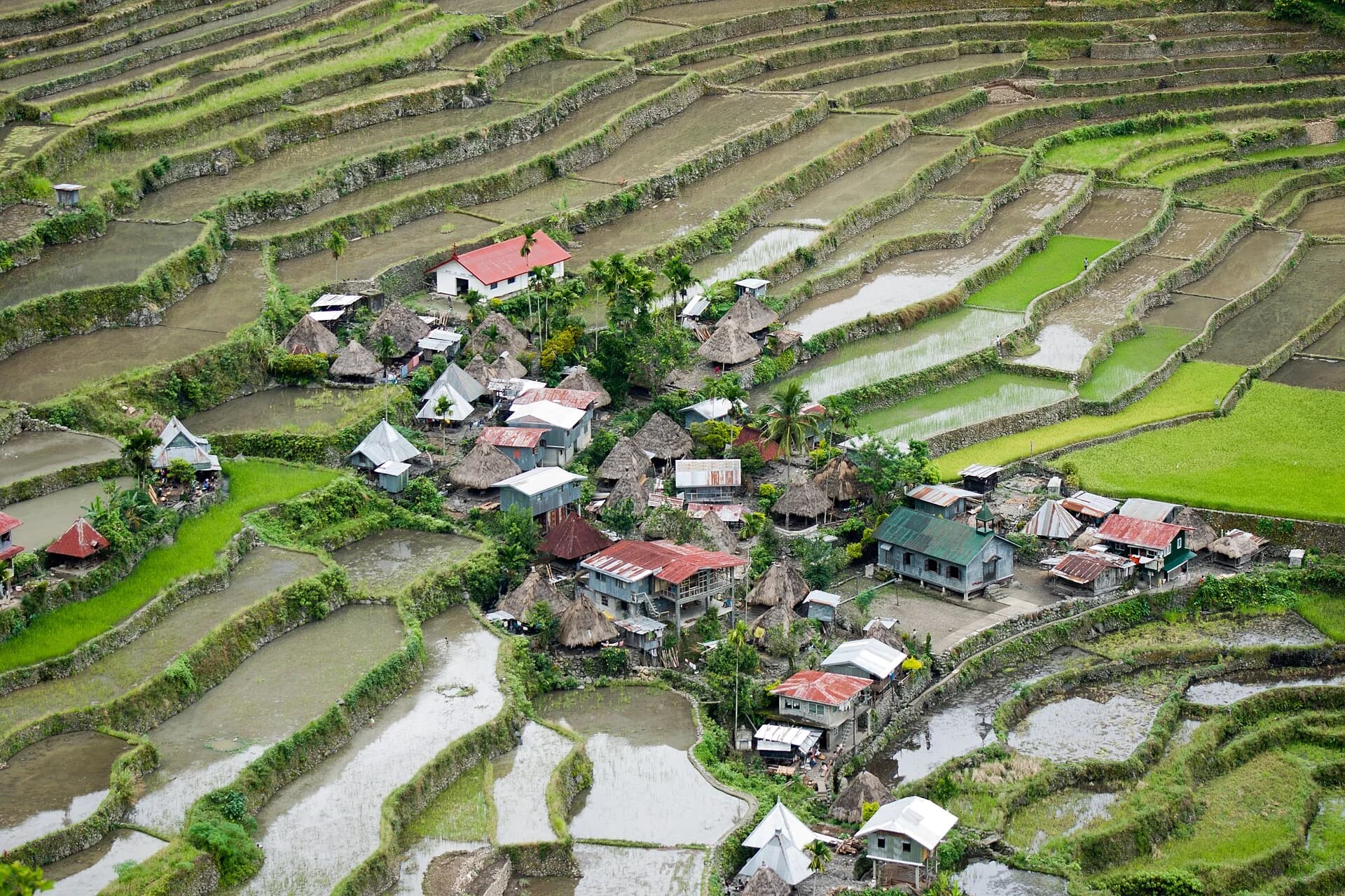Rice terraces at Batad in the Ifugao mountains of the Philippines: narrow flooded and green fields stepped up a steep hillside around a village, each held by a stone or earth wall that follows the contour.