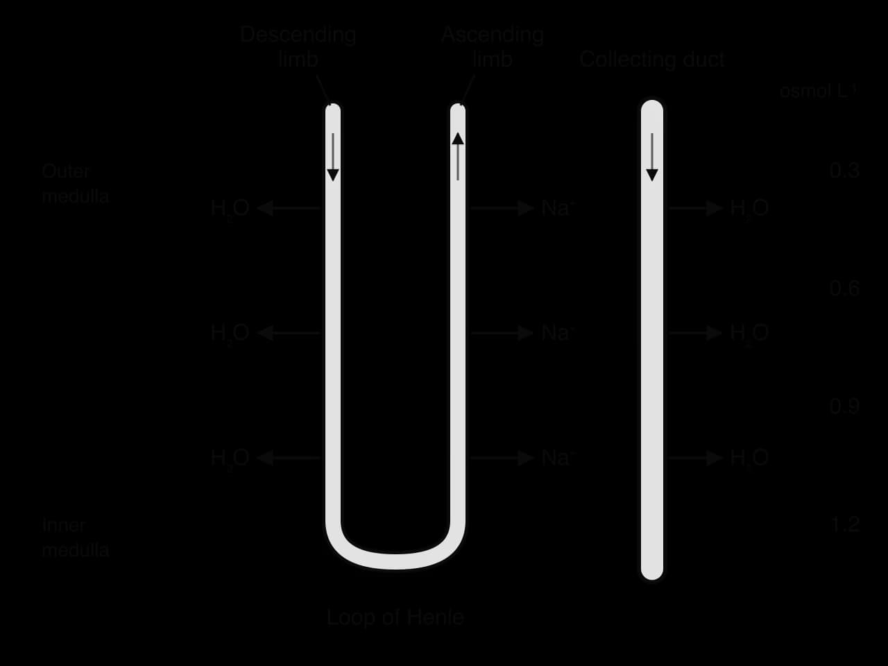 Loop of Henle and collecting duct in the medulla, which is shaded darker with depth: 0.3, 0.6, 0.9 and 1.2 osmol per litre. Arrows show water leaving the descending limb, Na⁺ leaving the ascending limb, and water leaving the collecting duct.