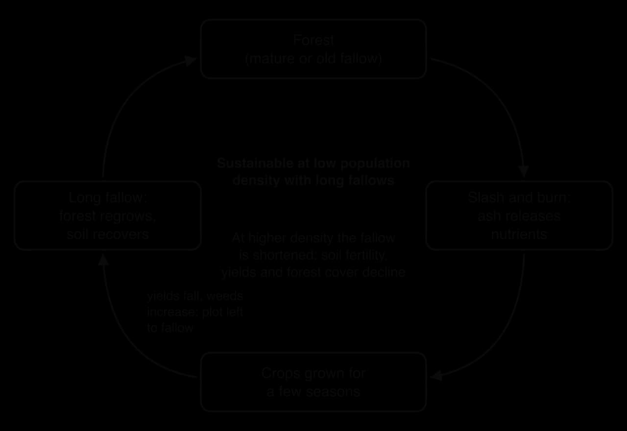 Cycle diagram of slash-and-burn agriculture: forest is cleared and burned, ash releases nutrients, crops are grown for a few seasons until yields fall, then a long fallow lets forest and soil recover. Sustainable at low density; shorter fallows at higher density degrade soil.