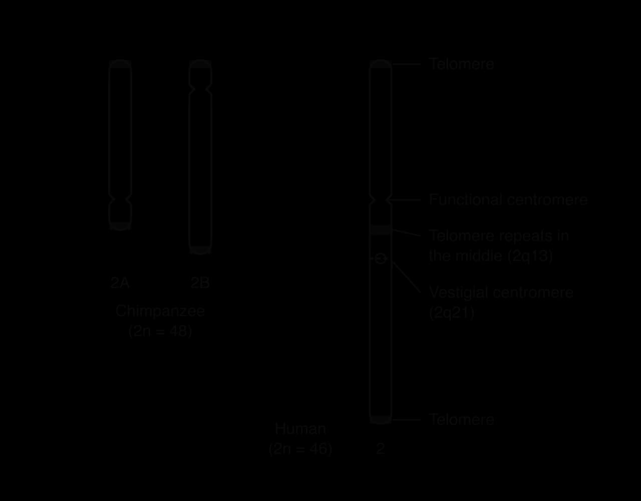 Chimpanzee chromosomes 2A and 2B, each with telomeres at both ends and one centromere, beside human chromosome 2, about as long as both. Human 2 is labelled: telomeres at both ends, functional centromere, telomere repeats in the middle at band 2q13, and a vestigial centromere at 2q21.