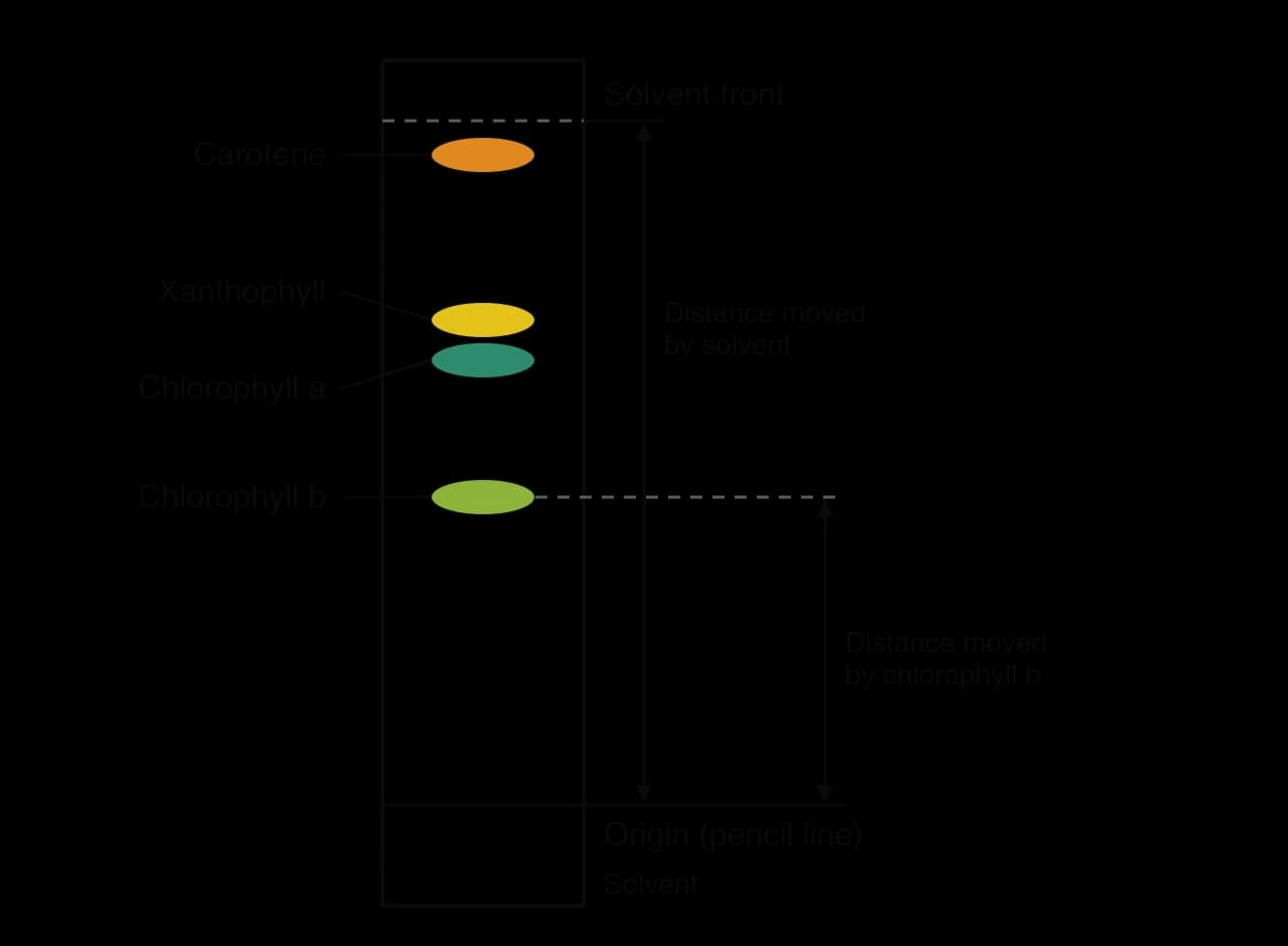 Chromatography strip. From the top: dashed solvent front, an orange carotene spot, a yellow xanthophyll spot, a blue-green chlorophyll a spot, a yellow-green chlorophyll b spot, then the pencil origin above the solvent. Arrows show the distance moved by the solvent and by chlorophyll b.