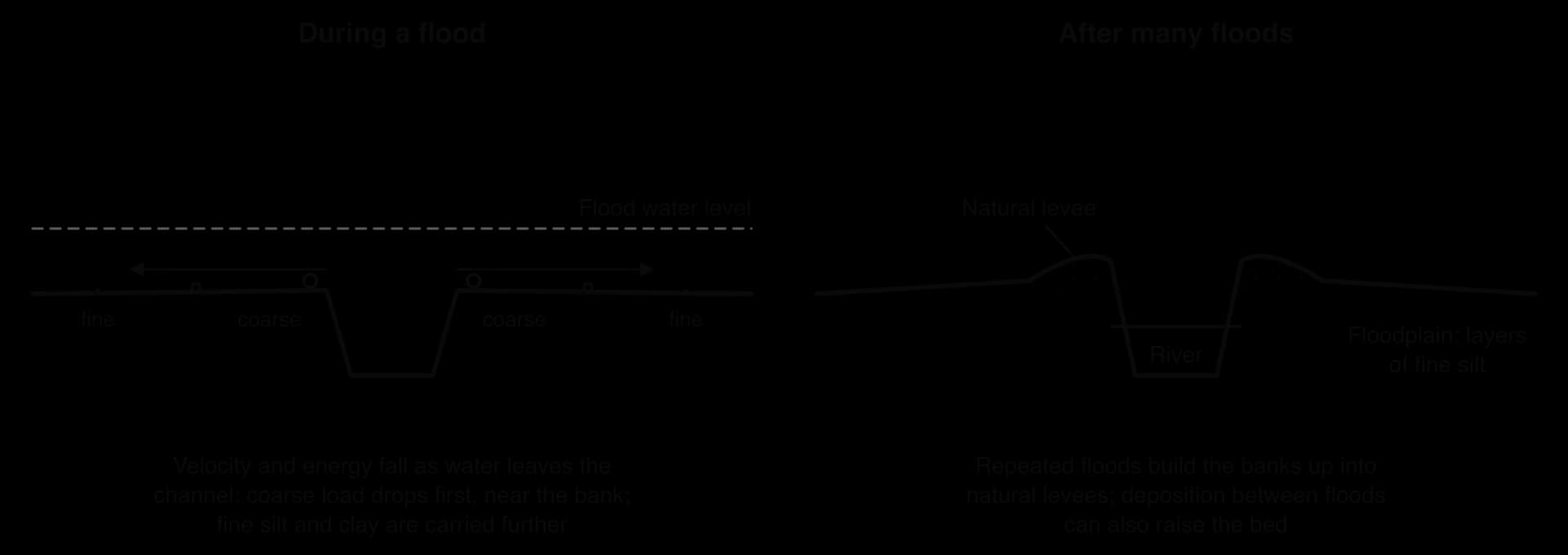 Two cross-sections. During a flood, water spreads from the channel, slows and drops coarse load near the banks and fine silt further away. After many floods, natural levees stand beside the channel above a floodplain of fine silt.