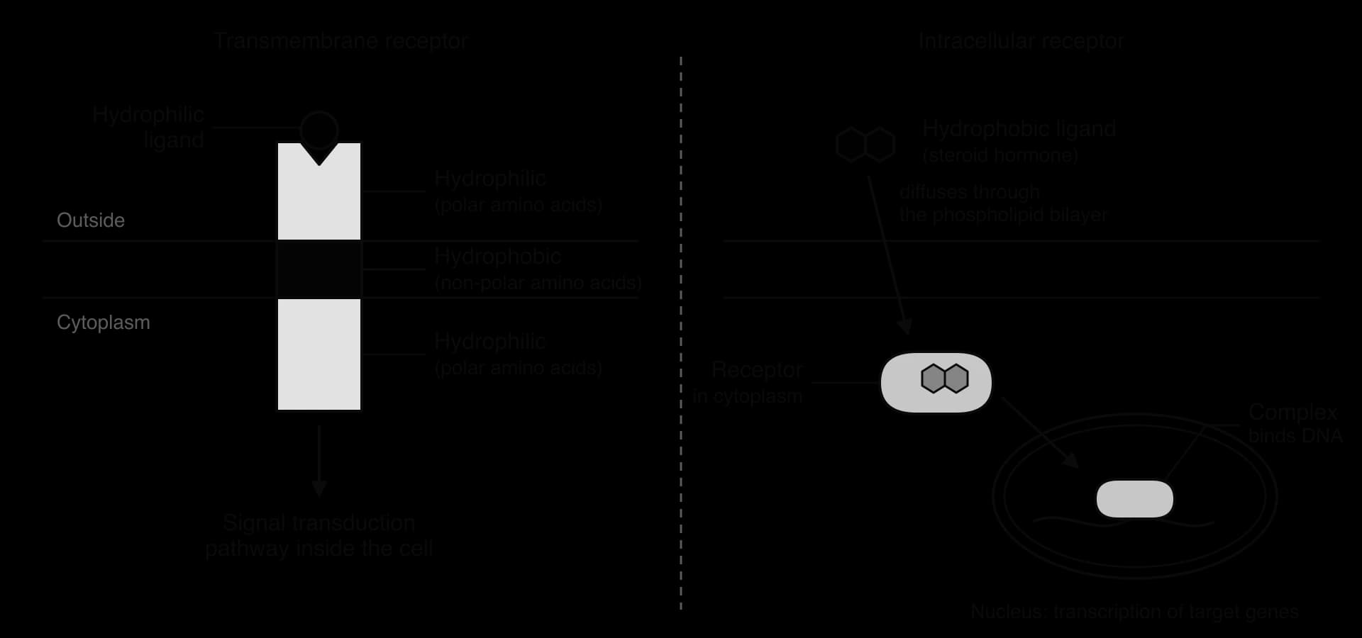 Left: a hydrophilic ligand binds a transmembrane receptor with hydrophilic regions (polar amino acids) on both sides and a hydrophobic region in the membrane. Right: a steroid hormone crosses the bilayer, binds a receptor in the cytoplasm and the complex binds DNA in the nucleus.