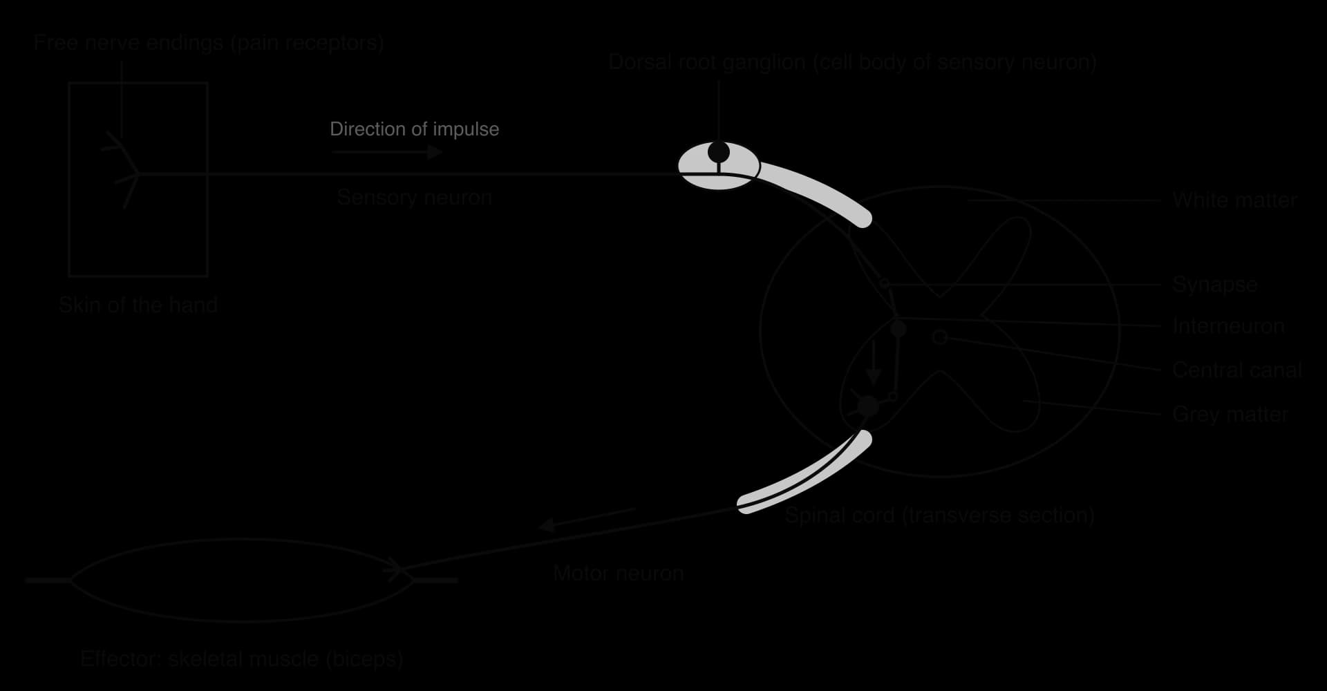 Pain reflex arc. Free nerve endings in the skin of the hand lead along a sensory neuron (cell body in the dorsal root ganglion) into the grey matter of the spinal cord, to an interneuron, then a motor neuron whose axon ends on the biceps muscle. Arrows show impulse direction.