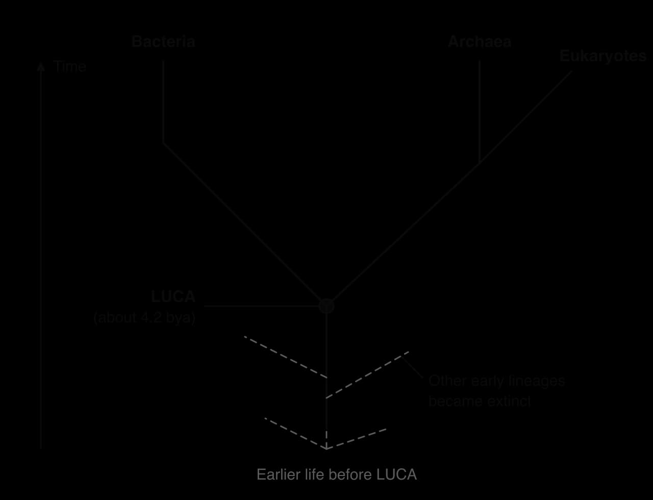 Tree diagram with time running upwards. A root marked LUCA (about 4.2 bya) splits into two lineages, Bacteria and Archaea; eukaryotes branch from the archaeal lineage. Dashed branches leave the trunk below LUCA and end early: other early lineages became extinct. Lower dashed lines show earlier life.