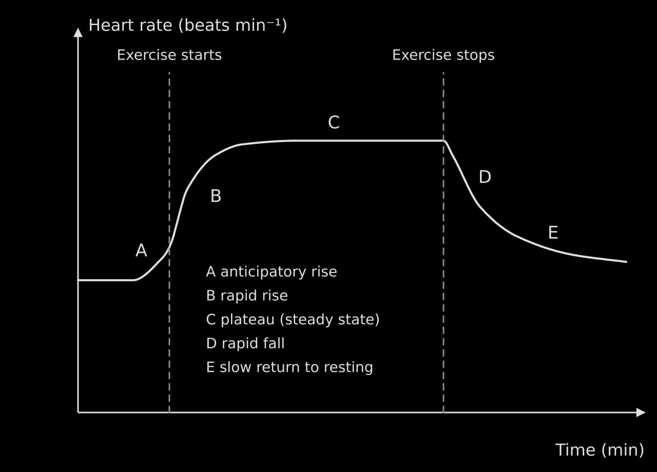 Sketch of heart rate (beats per minute) against time (min). Resting heart rate rises slightly before exercise starts (A, anticipatory rise), rises rapidly at the start (B), plateaus at a steady state (C), falls rapidly when exercise stops (D) and returns slowly towards resting (E).