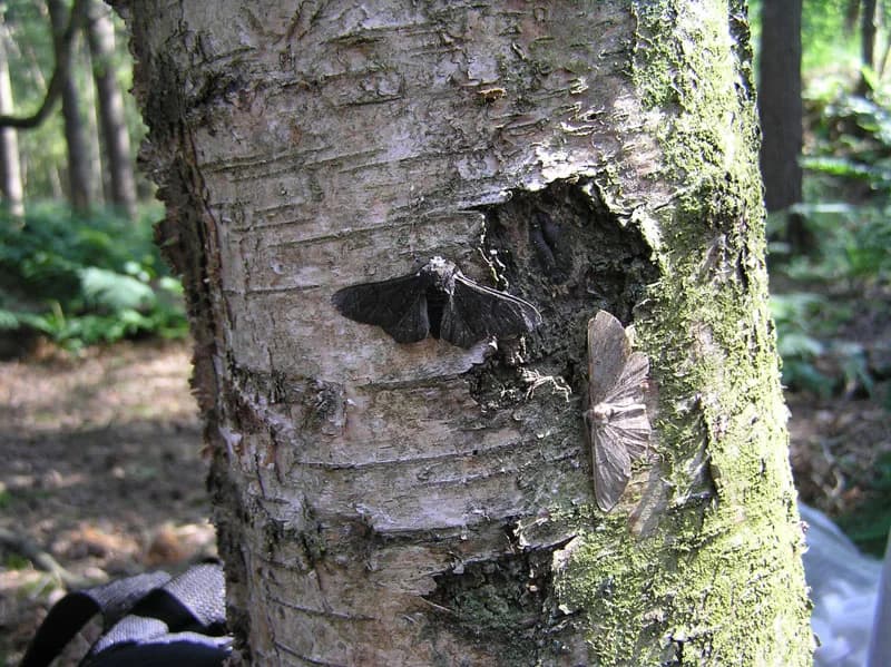 Two peppered moths resting on a pale birch trunk: a dark melanic moth on the left stands out clearly, while a pale speckled typical moth on the right blends with the bark.