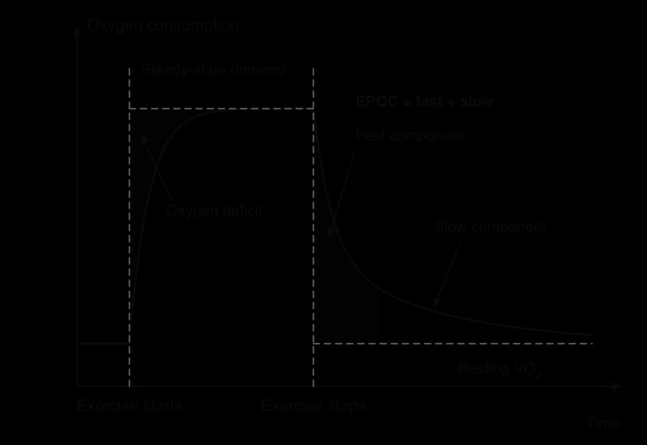 Sketch graph of oxygen consumption against time. Shaded oxygen deficit after exercise starts, steady state, then after exercise stops oxygen consumption falls quickly (shaded fast component) and then slowly back to resting VO2 (hatched slow component). EPOC equals fast plus slow components.