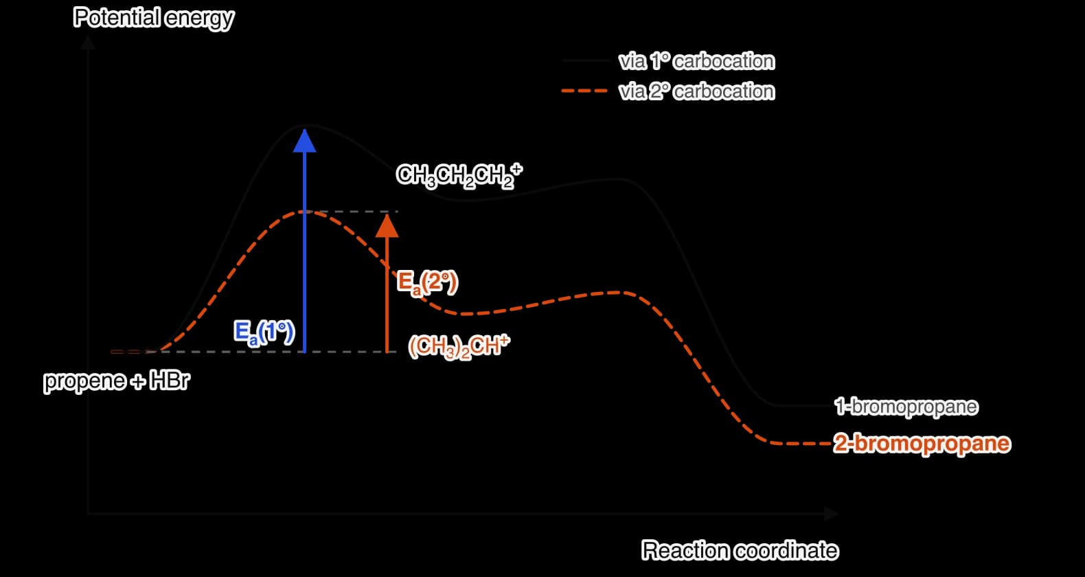 Energy profiles for propene + HBr by two routes. Solid: through the primary carbocation CH3CH2CH2+ with the higher first barrier Ea(1°), ending at 1-bromopropane. Dashed orange: through the secondary carbocation CH3CH+CH3, lower in energy, with the smaller barrier Ea(2°), ending at 2-bromopropane.