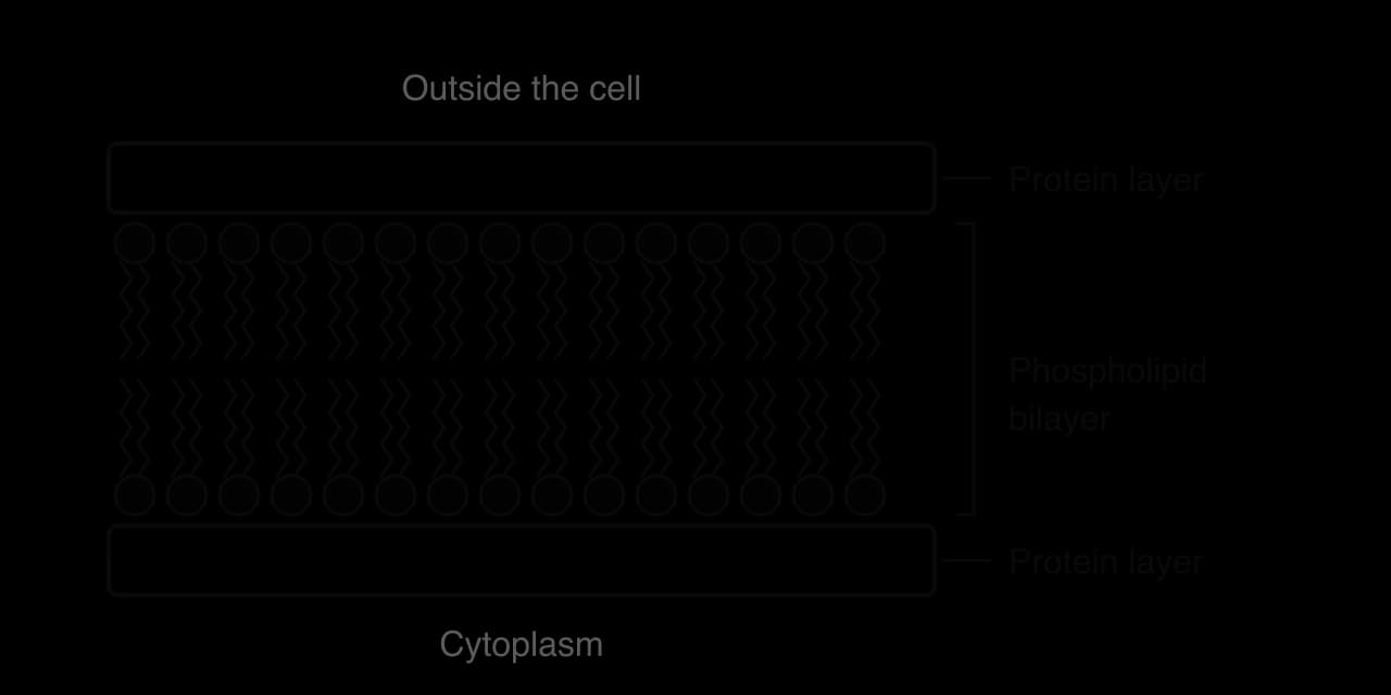 Davson–Danielli model: a phospholipid bilayer (heads facing outwards, tails inwards) with a continuous layer of protein covering the outer surface and another covering the inner surface. Outside the cell is above and cytoplasm below.