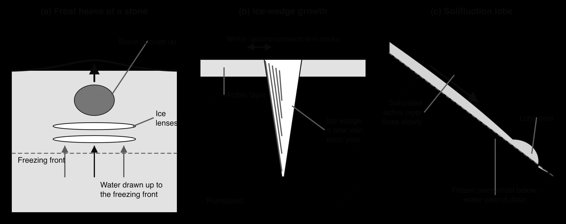 (a) Frost heave: water drawn to the freezing front forms ice lenses that push a stone and the surface up. (b) Ice wedge: winter contraction cracks the ground and meltwater freezes in the crack, a vein each year. (c) Solifluction: the saturated active layer flows over permafrost into a lobe.