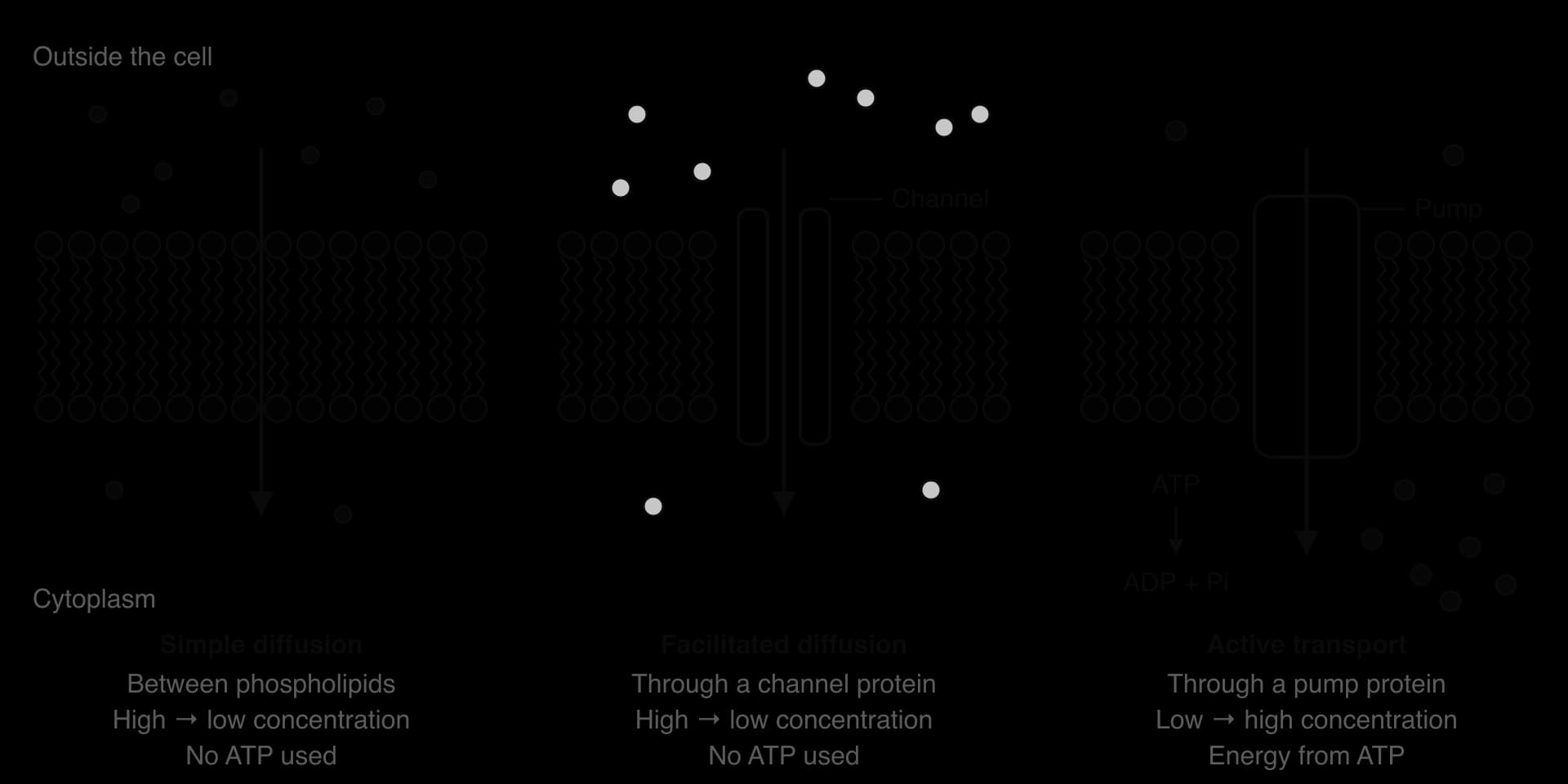 Three bilayer panels. Simple diffusion: particles pass between phospholipids, high to low concentration, no ATP. Facilitated diffusion: through a channel protein, high to low, no ATP. Active transport: through a pump protein, low to high, using ATP (ATP to ADP + Pi).