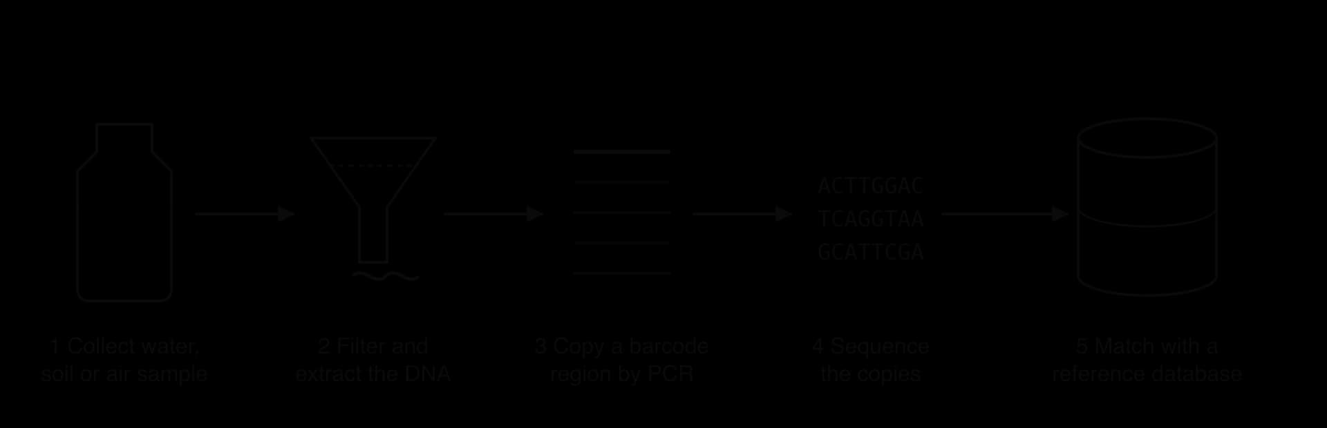 Five steps in a row joined by arrows: 1 collect water, soil or air sample (a bottle); 2 filter and extract the DNA (a funnel); 3 copy a barcode region by PCR (many identical lines); 4 sequence the copies (rows of base letters); 5 match with a reference database (a database cylinder).
